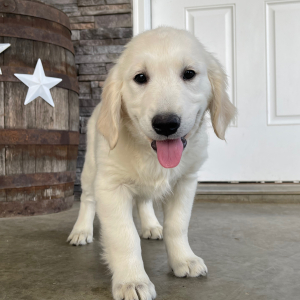 Golden Retriever Puppy Lena