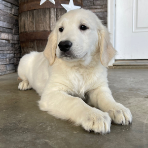Golden Retriever Puppy Lena