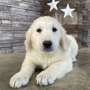 Golden Retriever Puppy Lena