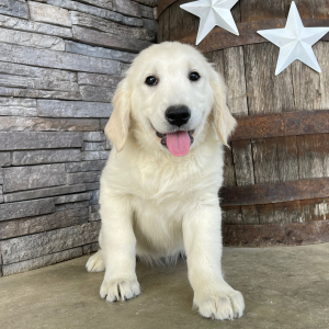 Golden Retriever Puppy Lena