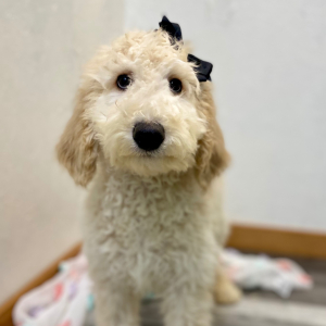 Poodle Puppy Evanna