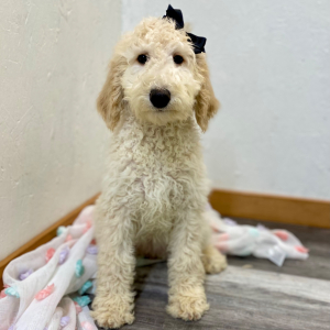 Poodle Puppy Evanna