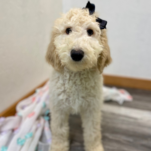 Poodle Puppy Evanna