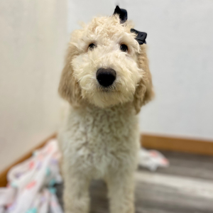 Poodle Puppy Evanna