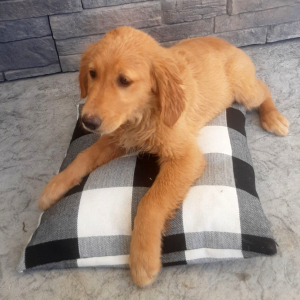 Golden Retriever Puppy Aida