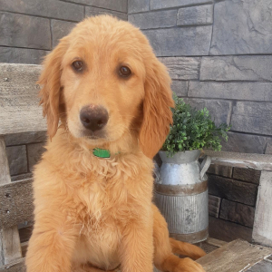 Golden Retriever Puppy Aida
