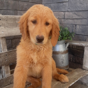 Golden Retriever Puppy Aida