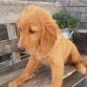 Golden Retriever Puppy Aida