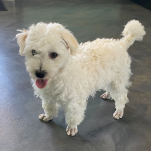 Havanese Puppy Lolah