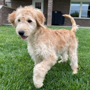 Goldendoodle Puppy Hannah