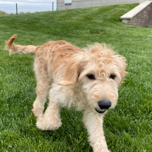 Goldendoodle Puppy Hannah