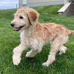 Goldendoodle Puppy Hannah