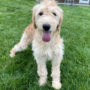 Goldendoodle Puppy Hannah