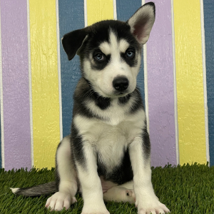 Siberian Husky Puppy Brent