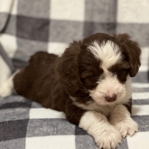 Aussiedoodle Puppy Ruby