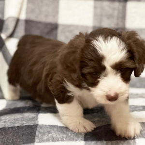 Aussiedoodle Puppy Ruby