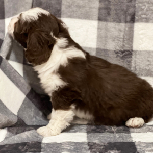 Aussiedoodle Puppy Ruby