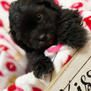 Shihpoo Puppy Paisley