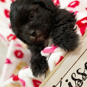 Shihpoo Puppy Paisley