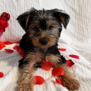 Yorkshire Terrier Puppy Brody