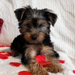 Yorkshire Terrier Puppy Brody