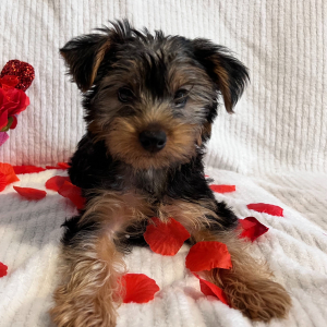 Yorkshire Terrier Puppy Brody
