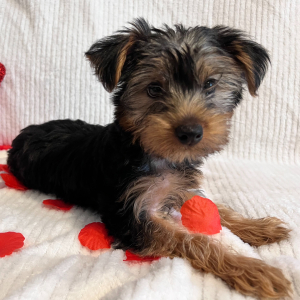 Yorkshire Terrier Puppy Brody