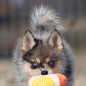 Pomsky Puppy Cornell