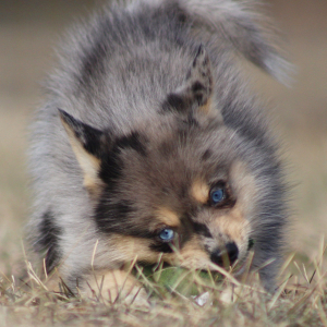 Pomsky Puppy Cornell