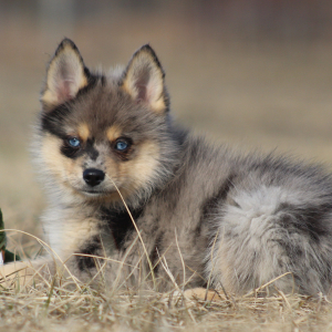 Pomsky Puppy Cornell