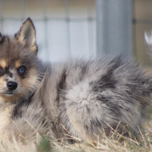 Pomsky Puppy Cornell