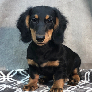 Dachshund Puppy Jimmy