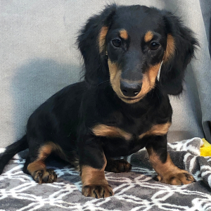 Dachshund Puppy Jimmy