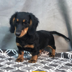 Dachshund Puppy Jimmy