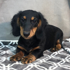 Dachshund Puppy Jimmy
