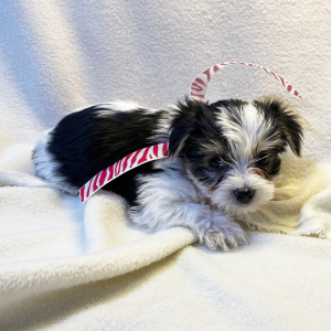 Yorkshire Terrier Puppy Pete