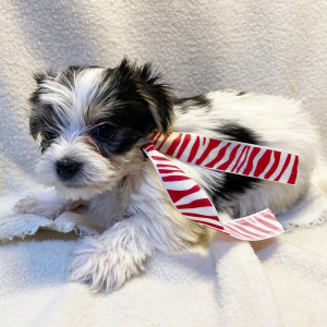 Yorkshire Terrier Puppy Pete