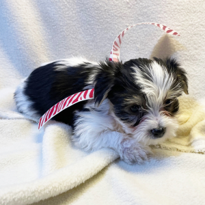 Yorkshire Terrier Puppy Pete