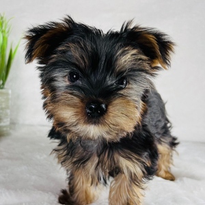 Yorkshire Terrier Puppy RJ