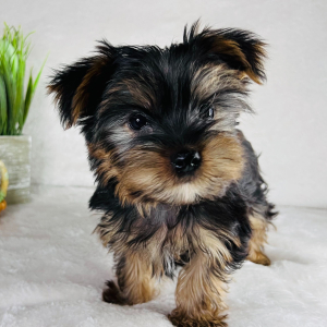 Yorkshire Terrier Puppy RJ