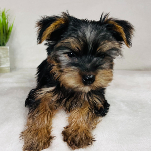 Yorkshire Terrier Puppy RJ