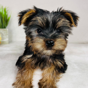 Yorkshire Terrier Puppy RJ