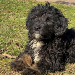 Aussiedoodle Puppy Bearberry