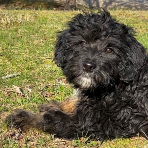 Aussiedoodle Puppy Bearberry