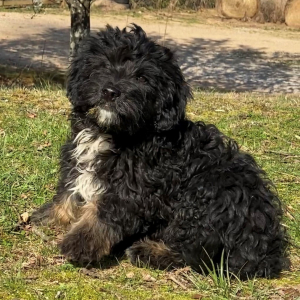 Aussiedoodle Puppy Bearberry