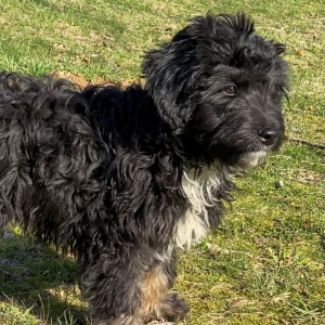 Aussiedoodle Puppy Bearberry