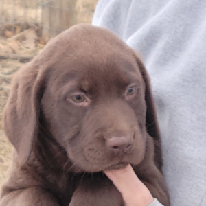 Labrador Retriever Puppy Noah
