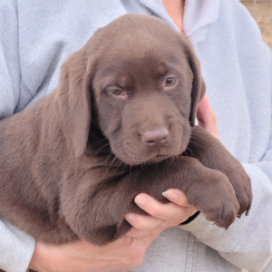 Labrador Retriever Puppy Noah