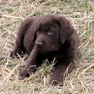 Labrador Retriever Puppy Noah