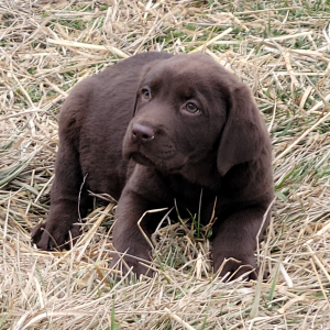 Labrador Retriever Puppy Noah